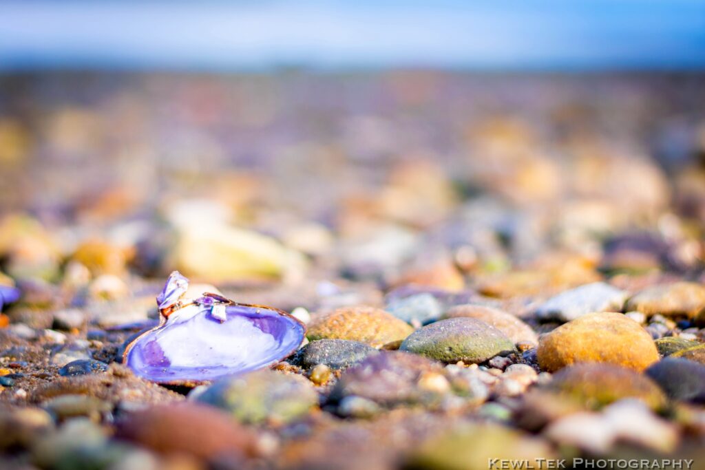 Photo of a shell on a rocky beach with a very shallow depth of field, resulting in lots of bokeh.