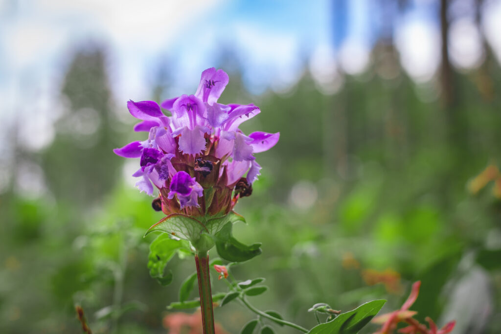 Photo of a very small Carpenters Herb flower, with the camera positioned near the ground which makes the flower look very prominent in the composition.