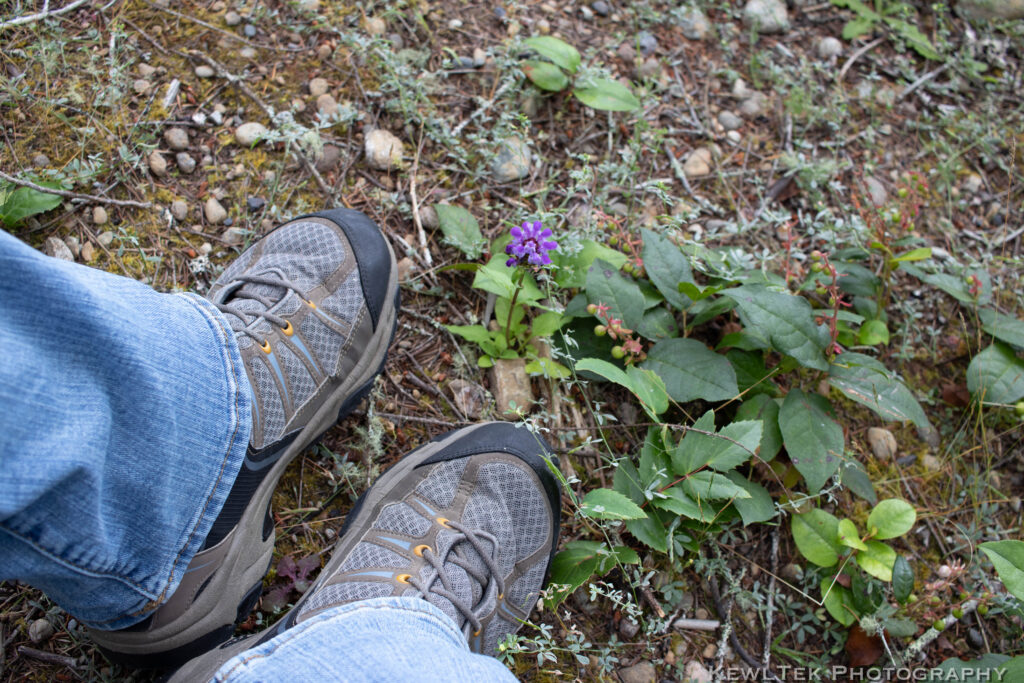 Photo looking down at a very small Carpenters Herb flower next to the photographer's feet.