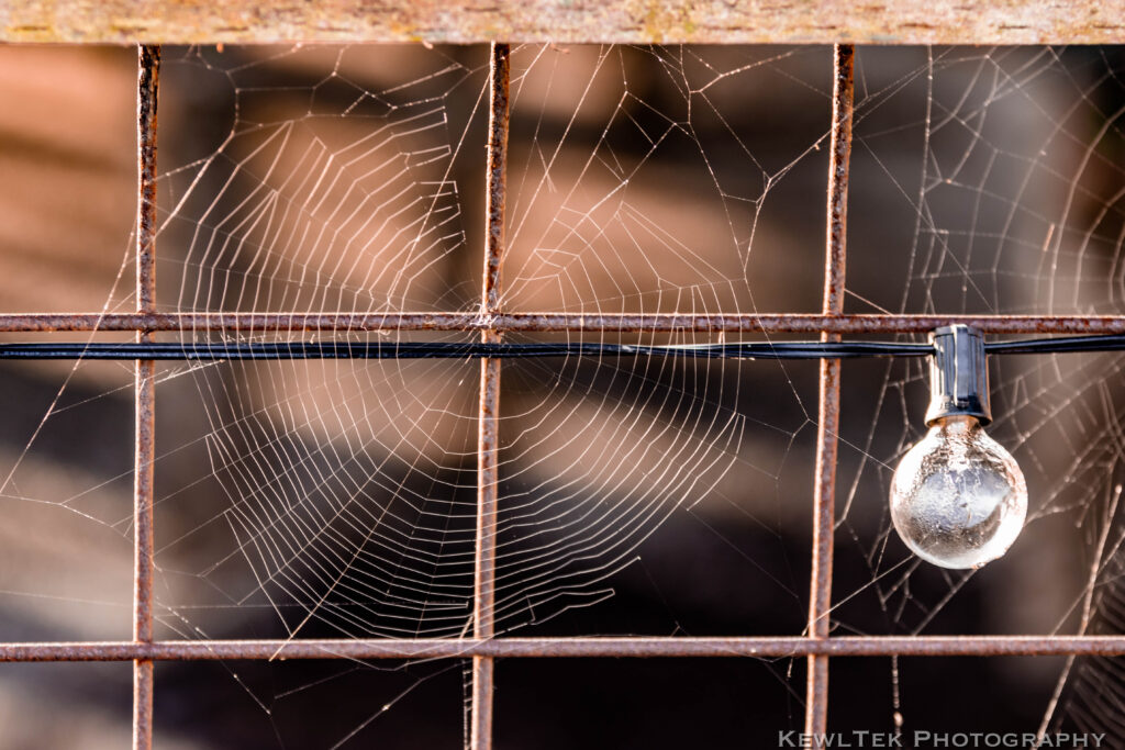Photo of a spider's web over the squares of a wire frame fence.
