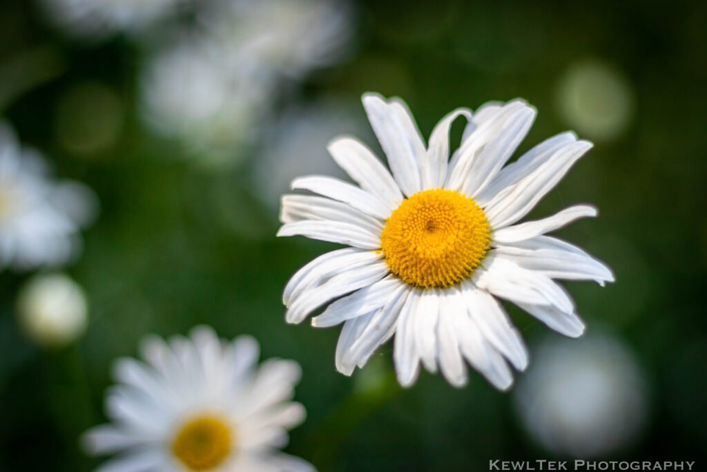 Closeup shot of a flower with other flowers blurred in the background.