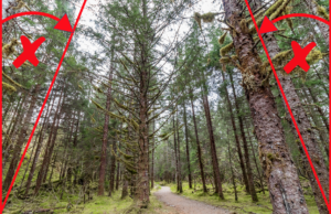 Wide angle photo of trees in a forest demonstrating how angling a camera up causes the trees at the edges of the picture to bend inwards.