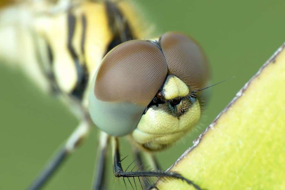 Very close up image of a dragonfly as seen through a macro lens.