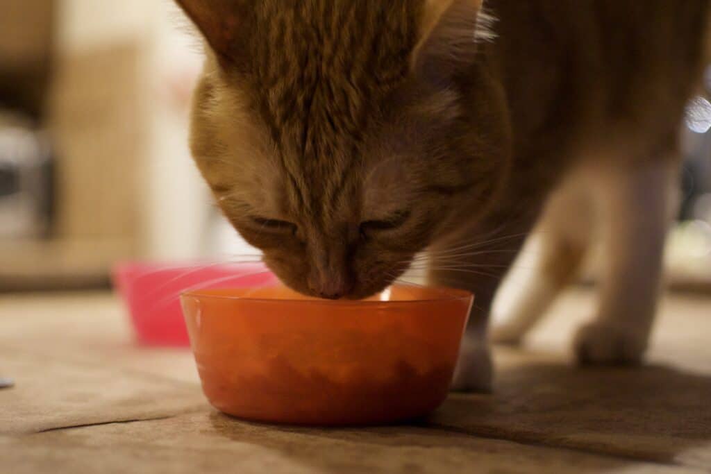 Indoor photo of orange cat eating from bowl under warm household lighting